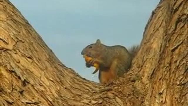 Squirrel eating смотреть онлайн