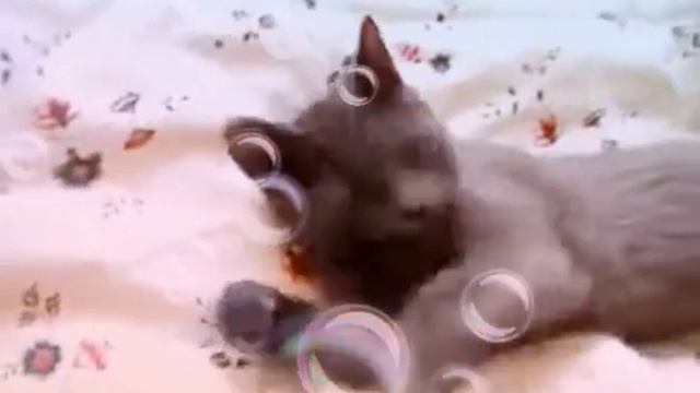 Как говорят англичане с котами? смотреть онлайн