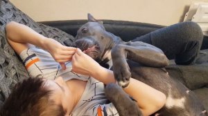 Амстафф и дети