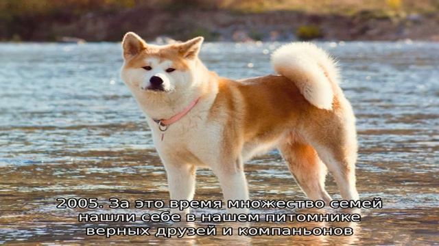 Щенки на продажу смотреть онлайн