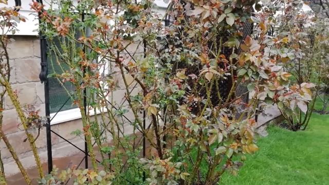 Болезни роз. Чёрная пятнистость роз. смотреть онлайн