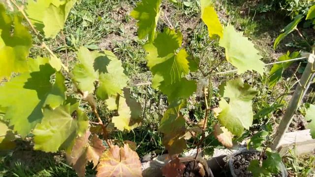 Виноград ? на ДВ( Приморский край), состояние на 30.08.21г смотреть онлайн