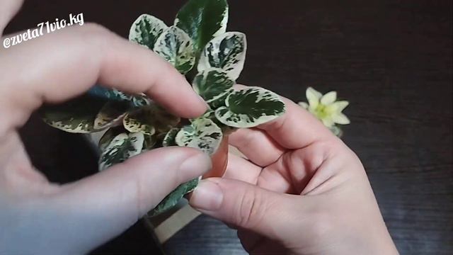 Фиалки! Обзор новиночек🤗💐 смотреть онлайн