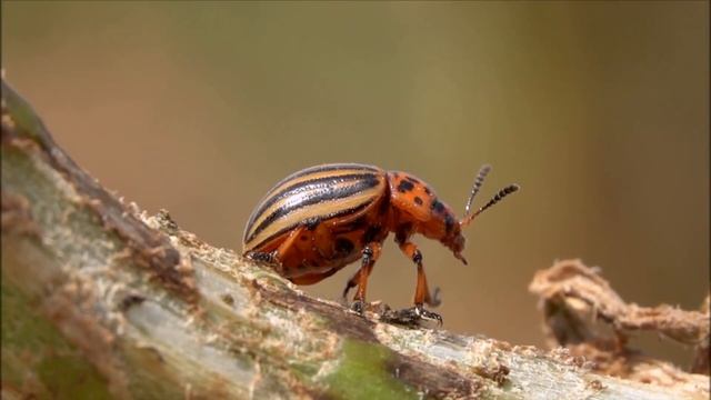 Замачивание семян в картофельном соке смотреть онлайн
