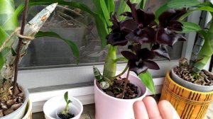 ЧЕРНАЯ орхидея цветение. Домашнее цветение орхидеи "Морковки".Орхидеи " Морковки" уход.