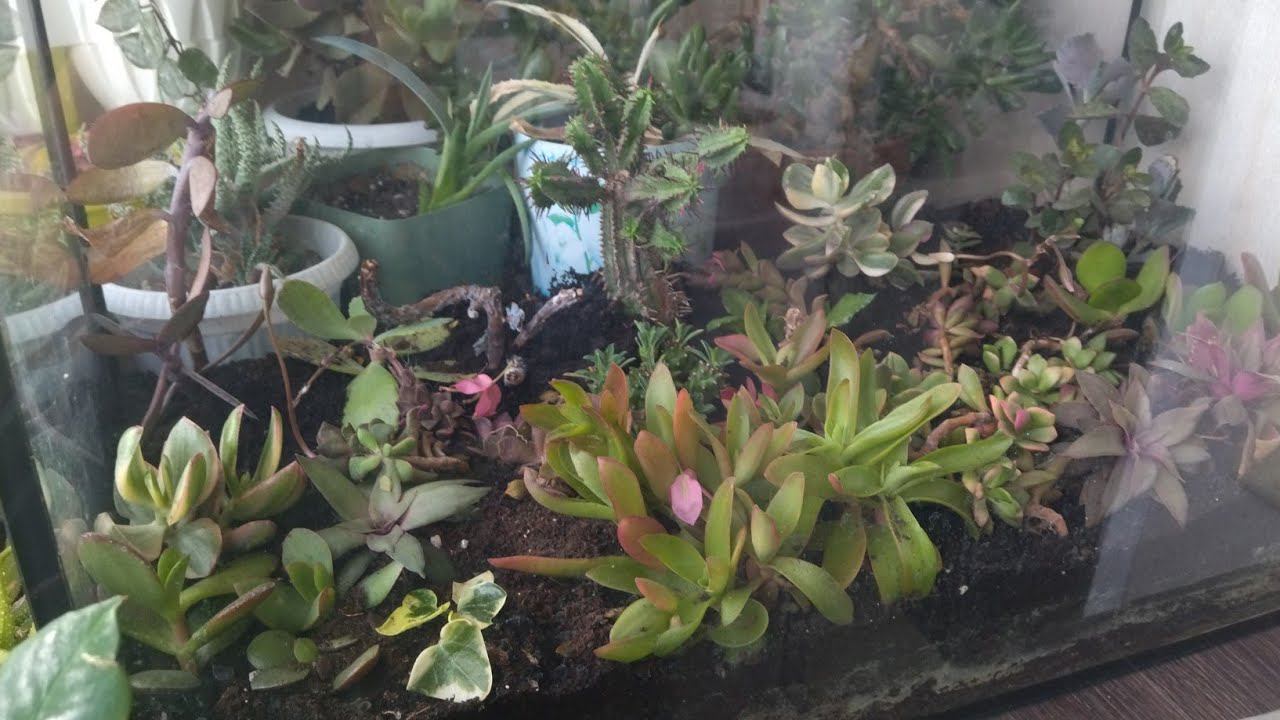 комнатные растения #суккуленты с дачи домой смотреть онлайн