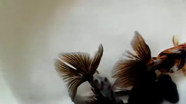 Butterfly Telescope Goldfish смотреть онлайн
