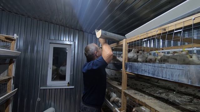 ВЕС БРОЙЛЕРА РОСС-308 БОЛЬШЕ 2 КГ за МЕСЯЦ! ЧТО ЗА КОРМ? смотреть онлайн