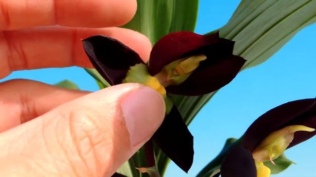 Catasetum Tenebrosum