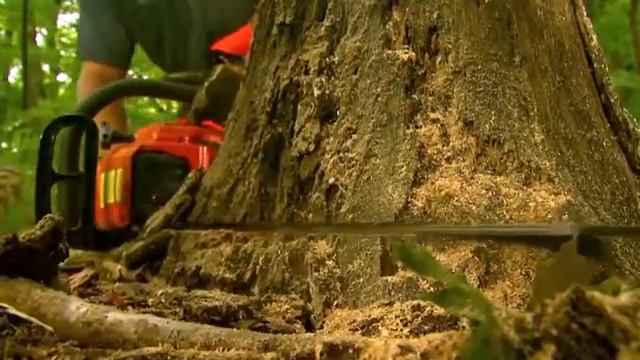Echo Rear Handle Chainsaws - An Overview смотреть онлайн