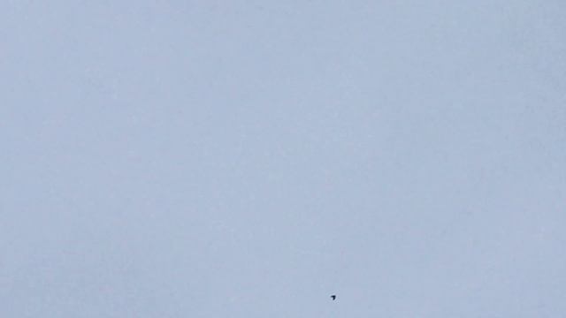 #Pigeons.Мастер класс армянских бойных голубей 👏👏👏