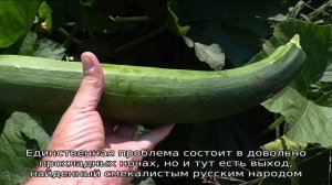 Когда сажать кабачки в открытый грунт