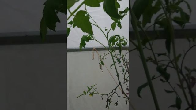 Очередной обзор теплицы часть 2 смотреть онлайн