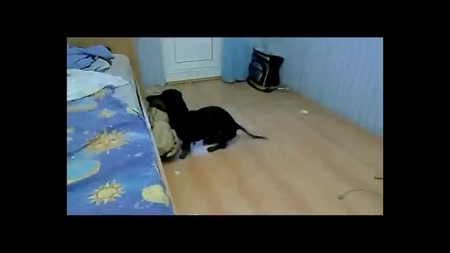 Таксы, приколы.dachshund