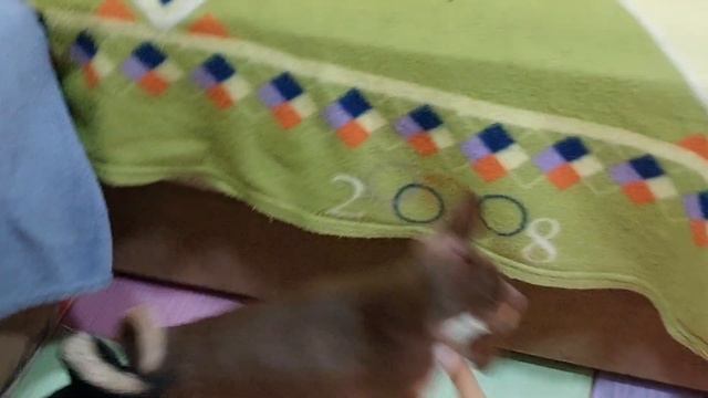 кровать или пол?Кто нашёл свою семью ? питомник #чихуахуа Кастропуло Крым продажа купить 8978745806 смотреть онлайн