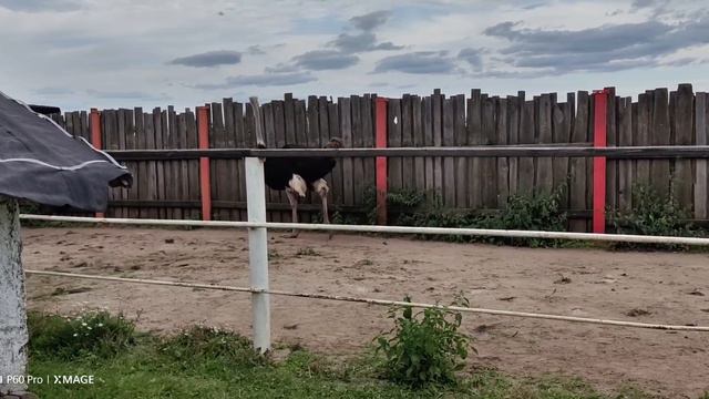 весёлое подворье 🕊️