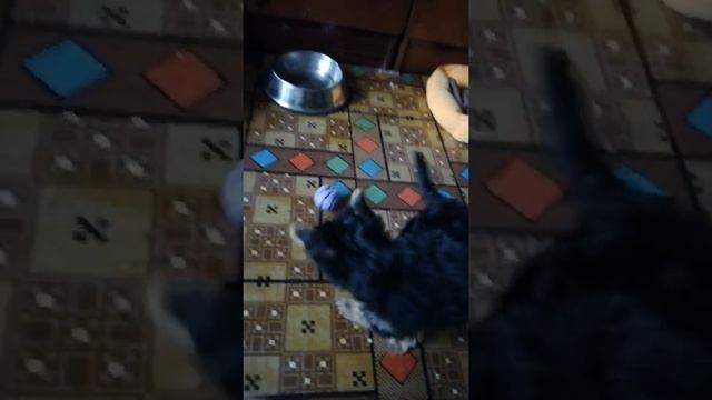 В продаже девочка бивер йорк. 2 месяца смотреть онлайн