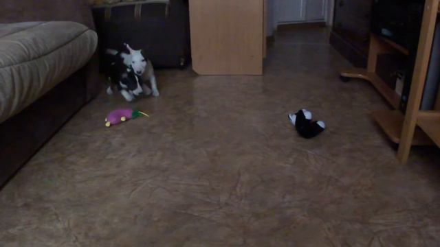 Минибулички Китти и Куба 49 дней (продаются) смотреть онлайн