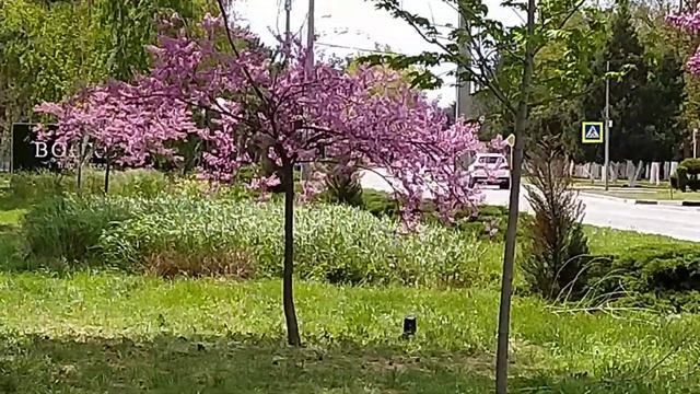 Анапа. И женщина бежит цвета церсиса... смотреть онлайн