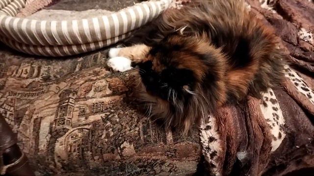 Друзья, согрейте   душу и сердце  в нашем приюте Котовасия 67...