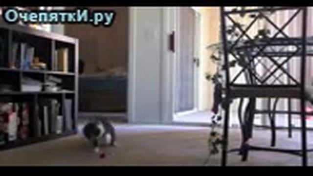 Пугливый кот смотреть онлайн