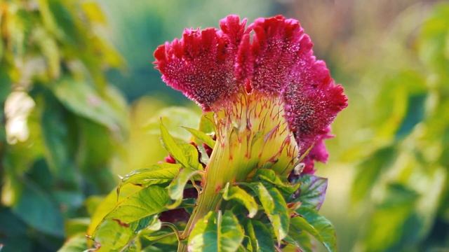 Марсианские цветы. Целлозия Петушиный гребешок | Футажи красивая природа [FullHD]