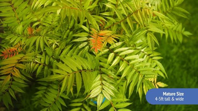 Cherry On Top™ Sorbaria by Bloomin’ Easy® смотреть онлайн