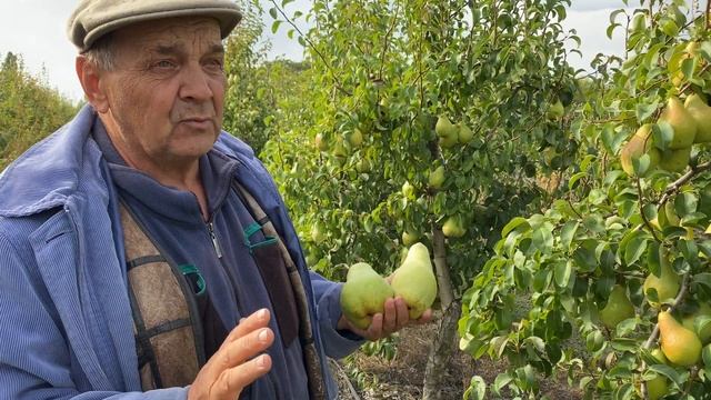 Плодоношение интенсивного сада груши сорта Ноябрьская. смотреть онлайн