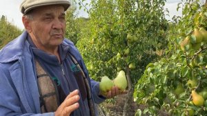 Плодоношение интенсивного сада груши сорта Ноябрьская.