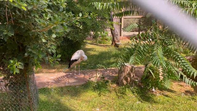 Самый большой ЗООПАРК в Анталии! #zoo #зоопарк #зоопарканталия