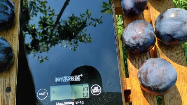 Диплоидная Слива Блэк Сплэндор/Black Splendor