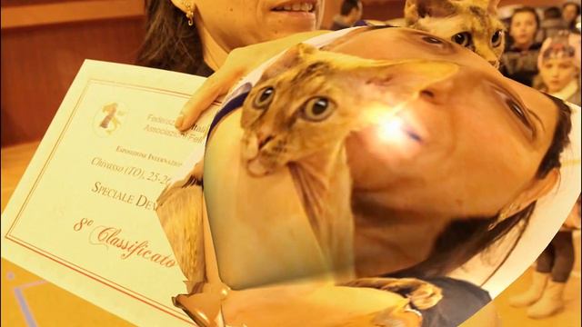 Speciale Devon Rex - Chivasso 2014 смотреть онлайн