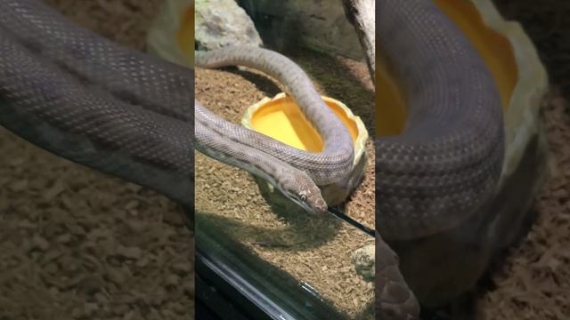 Children's Python смотреть онлайн