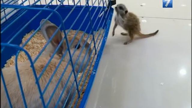 Контактный зоопарк "Тропический рай" смотреть онлайн