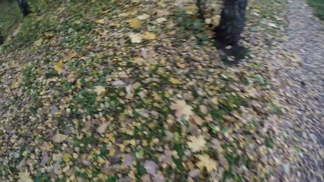 Что натворил кот ? Спортмастер с примерками | Продуктовые покупки