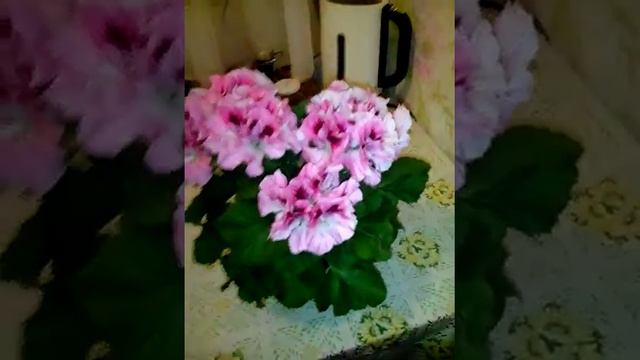 Королевская Пеларгония смотреть онлайн