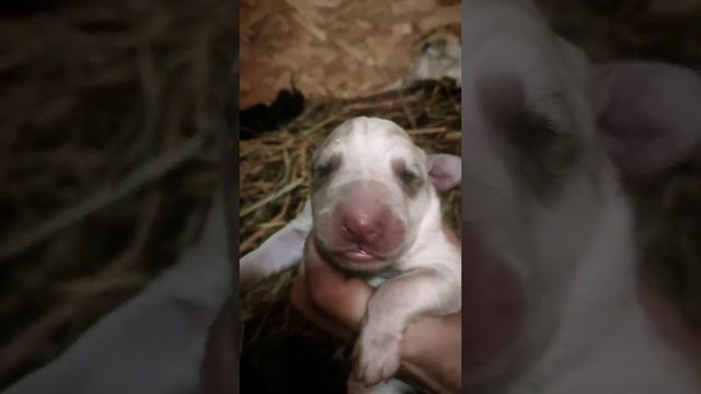 Литера - С. Проданы🌏 Питомник Из Дома Капалак +79089119788 смотреть онлайн