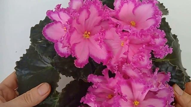 СУПЕР-ФИАЛКА!!! РС-МЮЗИКЛ. My beautiful African Violet. смотреть онлайн