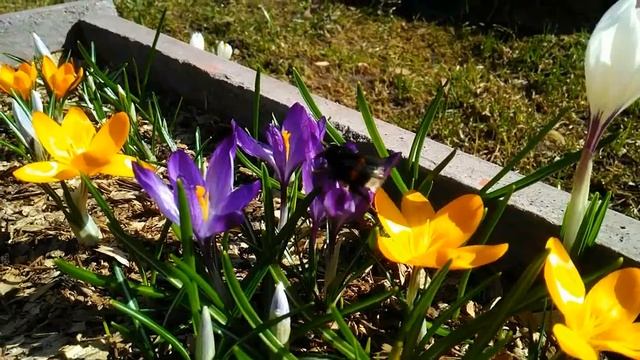 Весеннее настроение. Дачные картинки 2023. смотреть онлайн