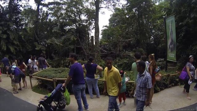 Singapore, Сингапур зоопарк, Сентоза. смотреть онлайн