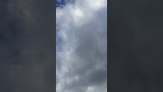 Бакинский и иранские голуби. Сегодня плохо отлетали. смотреть онлайн