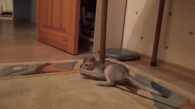 Котенок Биби смотреть онлайн