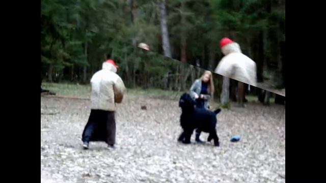 Русский чёрный терьер Зевс (Ален Руст Зефир в Шоколаде). Занятие по защите. смотреть онлайн