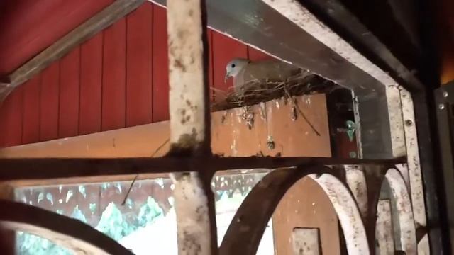 Птичка высиживает птеньчиков смотреть онлайн