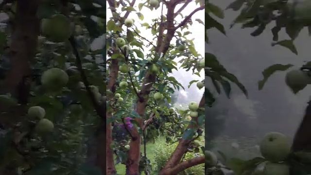 колоновидная яблоня без обрезки.р.s. монилиоз. смотреть онлайн