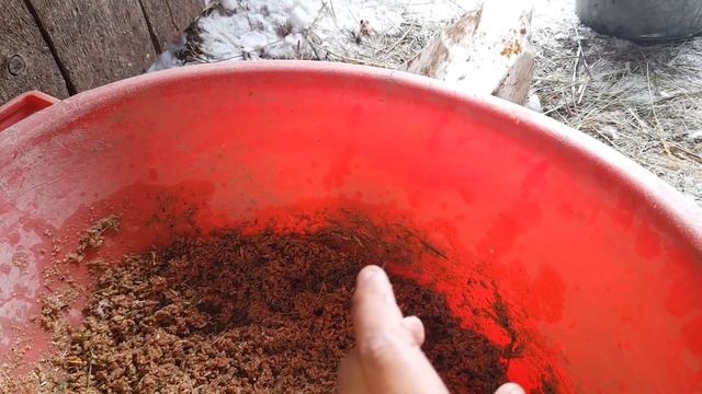 Пророщеное зерно? курям зелень ?курам ?утреннее кормление ????