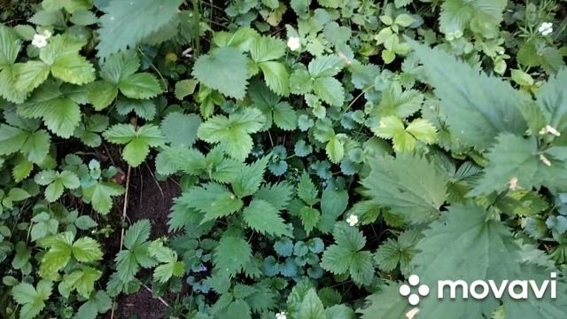 Лесные цветы в июне! смотреть онлайн