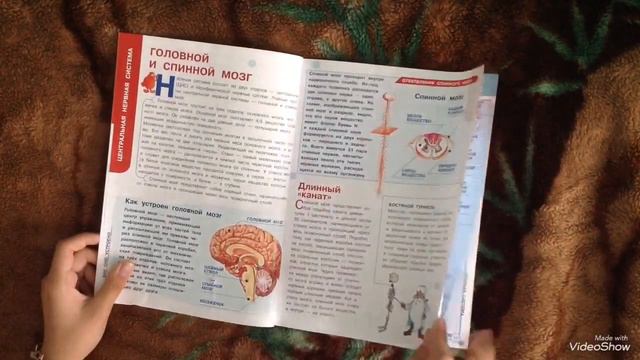 Как устроено тело человека 26 выпуск|Обзор|Нервная система|Журнал|Deagostini|Валерия Арт смотреть онлайн