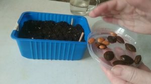Проращивание косточек абрикоса в дома разными способами./Growing apricot from a stone
