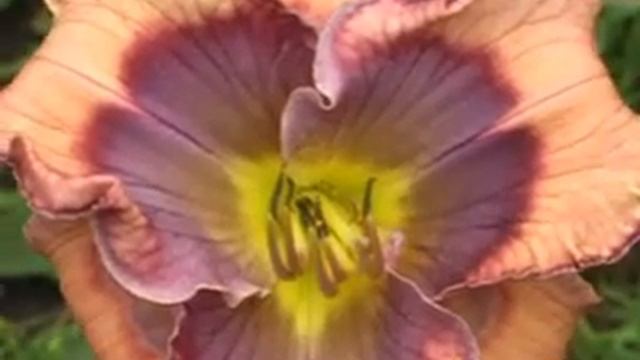 Лилейник daylily FUNKY BLUES смотреть онлайн